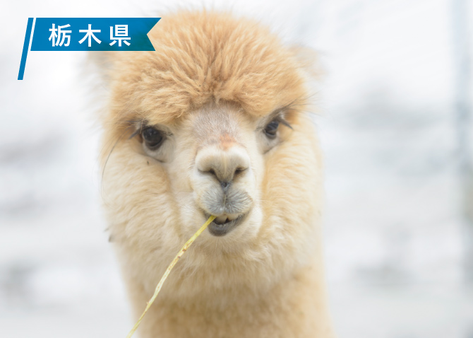 那須