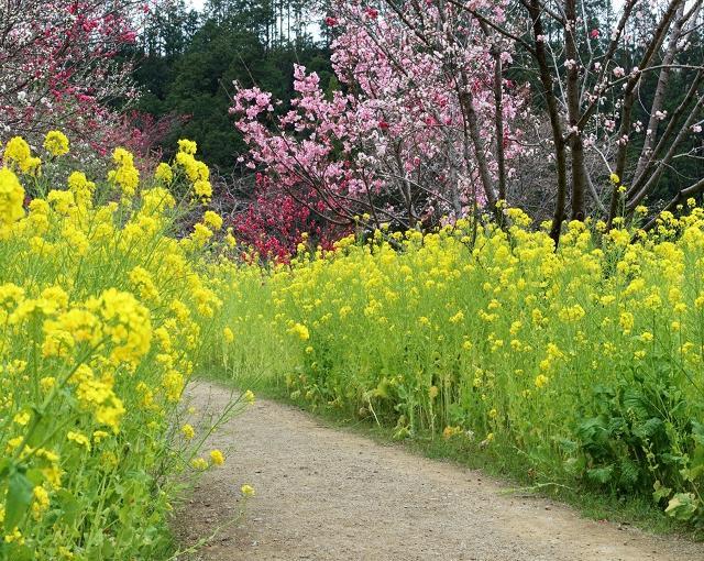 富士の住み込みリゾートバイト（ホテルのレストラン）の画像４