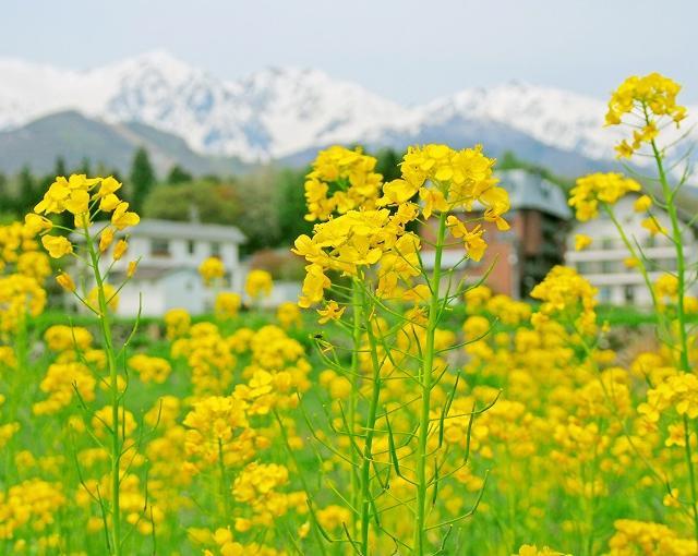 白馬の住み込みリゾートバイト（ホテルのサービス全般・事務など）の画像３