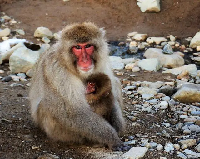 志賀高原の住み込みスキー場バイト（ホテルのフロント、調理補助など）のサブ画像１