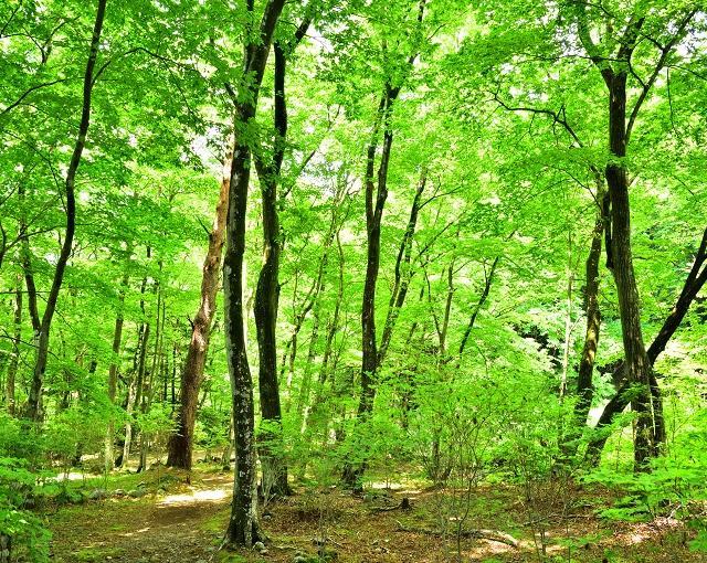 那須塩原の住み込みリゾートバイト（ホテルのレストラン・フロントなど）の画像３