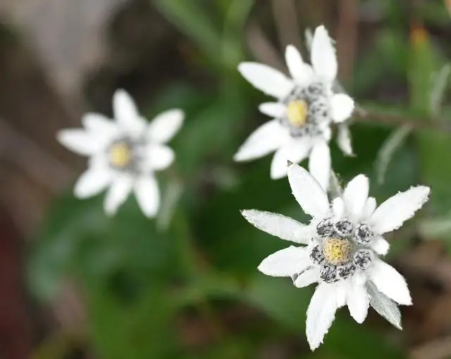礼文島の住み込みリゾートバイト（トレッキングガイド）の画像３