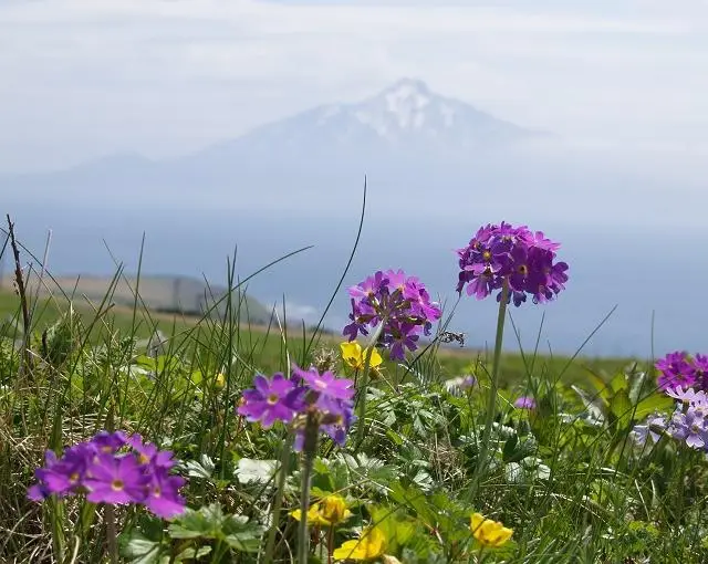 礼文島の住み込みリゾートバイト（トレッキングガイド）の画像４