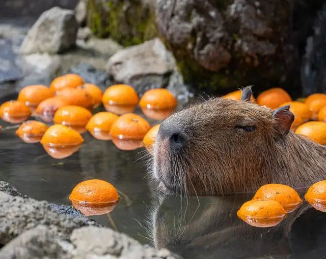伊豆高原の住み込みリゾートバイト（飲食店のホール、調理補助など）のサブ画像１