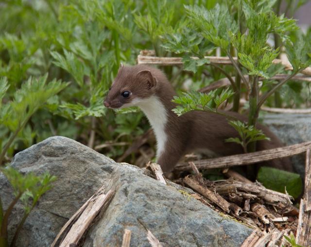 白馬の住み込みリゾートバイト（ホテルの全般業務、清掃など）の画像３