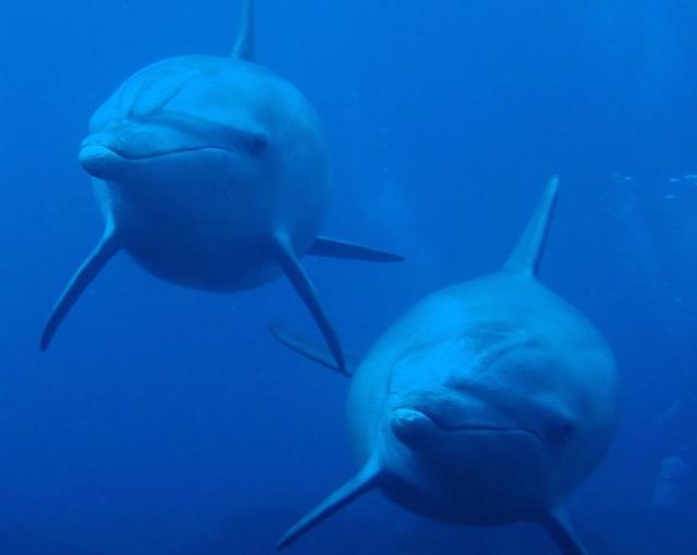 初島の住み込みリゾートバイト（ホテルのレストラン、ベルなど）の画像４