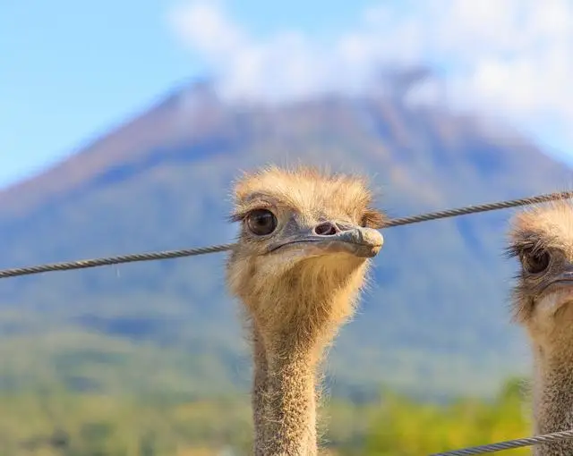 ニセコの住み込みリゾートバイト（飲食店でのレストランのお仕事）の画像２