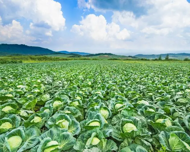 嬬恋高原の住み込みリゾートバイト（ホテルのレストラン、調理など）の画像３