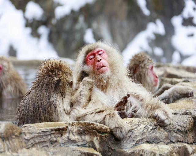 湯田中の住み込みリゾートバイト（旅館のフロントなど）の画像２