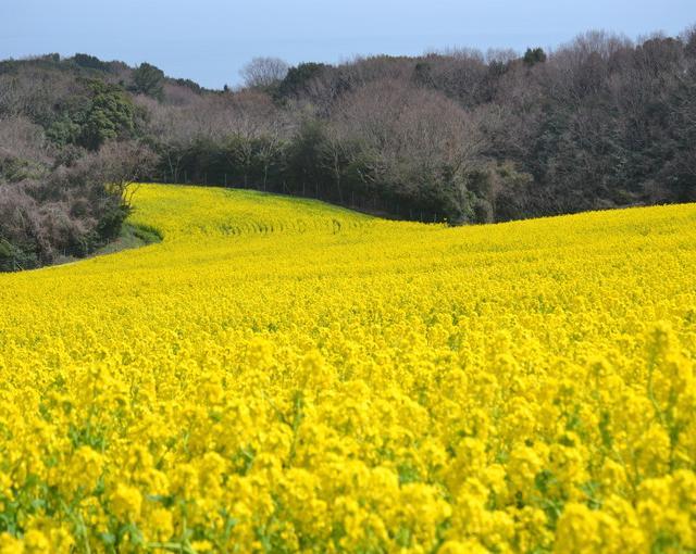淡路島
の住み込みリゾートバイト（ホテルのレストラン、ベルなど）の画像４