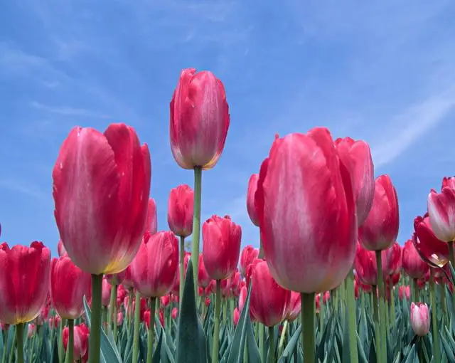 ひるがの高原の住み込みリゾートバイト（ホテルのレストラン、ベルなど）の画像２