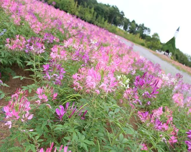 ひるがの高原の住み込みリゾートバイト（ホテルのレストラン、ベルなど）の画像４