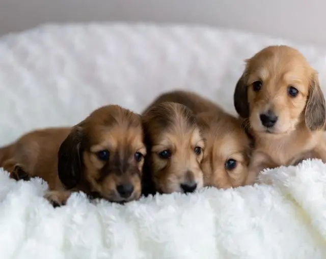 蓼科高原の住み込みリゾートバイト（ホテルの清掃業務など）の画像５