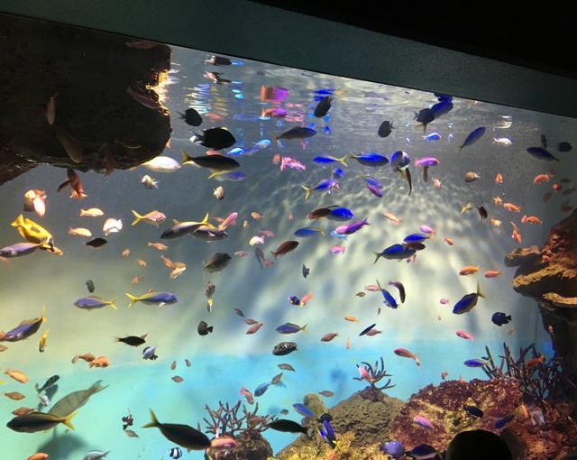 宮島の住み込みリゾートバイト（旅館の接客係、洗い場など）の画像３