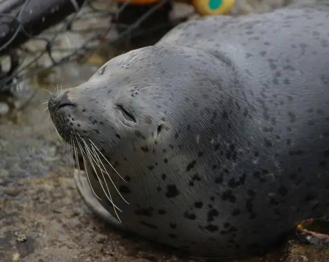 利尻島の住み込みリゾートバイト（飲食店の全般業務）の画像３