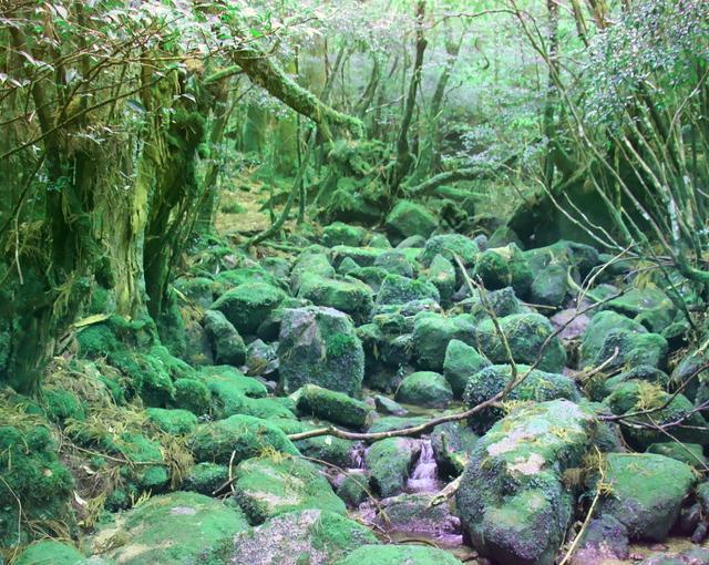 屋久島の住み込みリゾートバイト（ホテルのフロントなど）の画像２