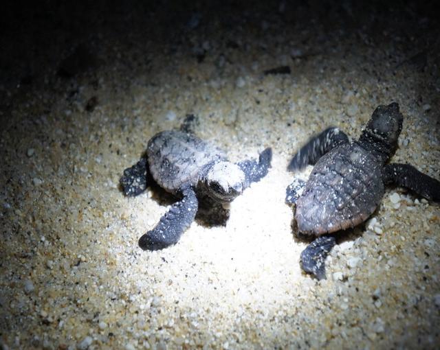 屋久島の住み込みリゾートバイト（ホテルのフロントなど）のサブ画像３