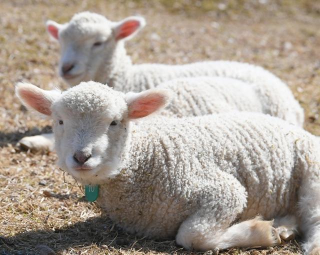 六甲山の住み込みリゾートバイト（宿泊施設の全般業務）の画像２