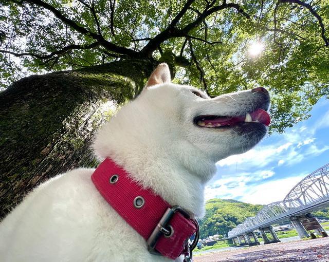 伊豆高原の住み込みリゾートバイト（ホテルのレストラン、清掃など）の画像３