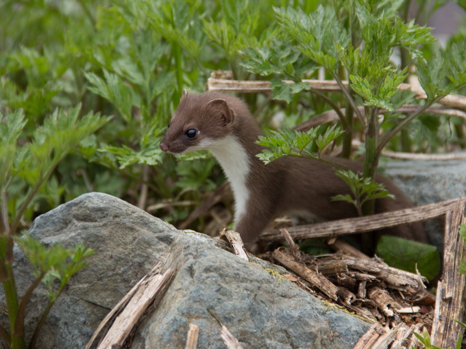 スキー場の売店の住み込みスキー場バイト（）のサブ画像３