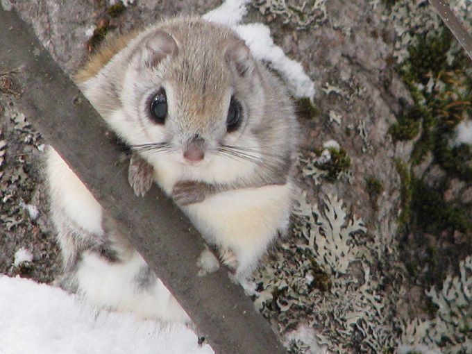 旭岳の住み込みリゾートバイト（ホテルのマルチ業務）の画像２