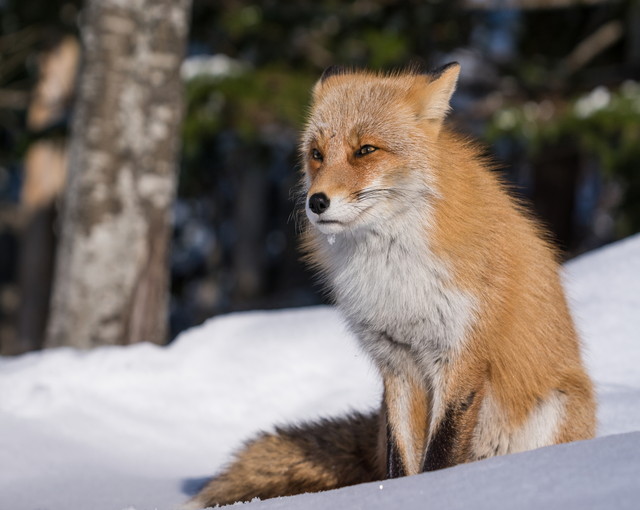 知床の住み込みリゾートバイト（レストラン・調理など）の画像４