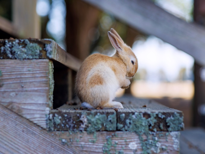 大久野島の住み込みリゾートバイト（ホテルのレストラン・フロントなど）の画像２