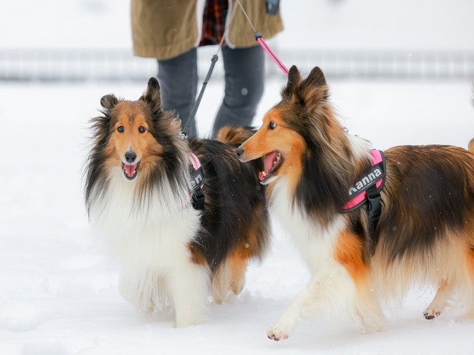 【ホテルのお仕事】