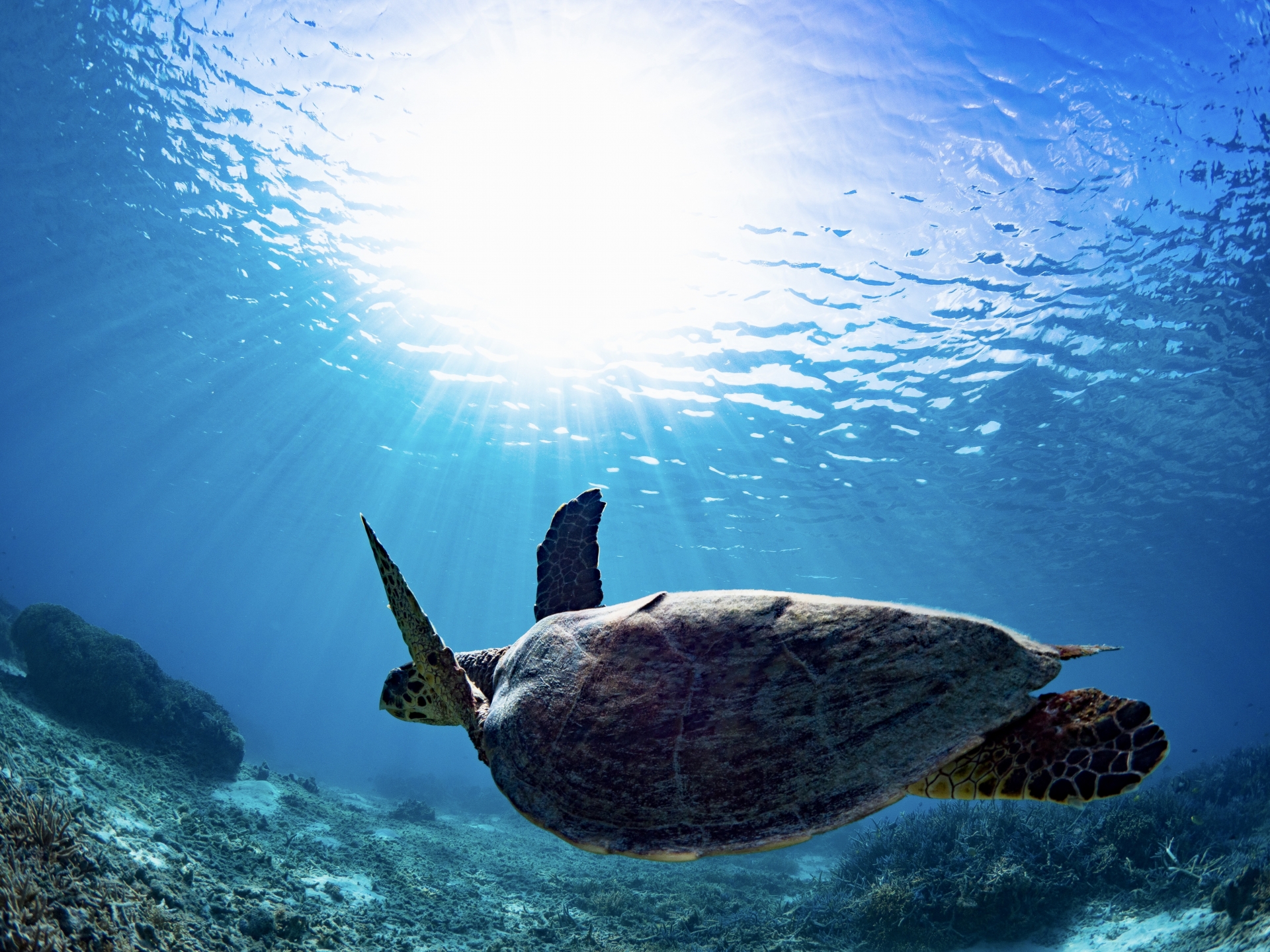 渡嘉敷島の住み込みリゾートバイト（ホテルのお仕事）の画像２