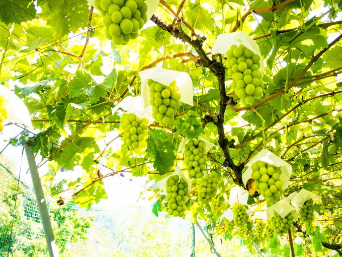 山梨県/甲府の【ホテルのお仕事】