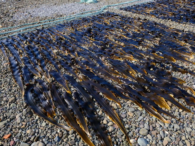 礼文島の住み込みリゾートバイト（水産のお仕事）の画像２