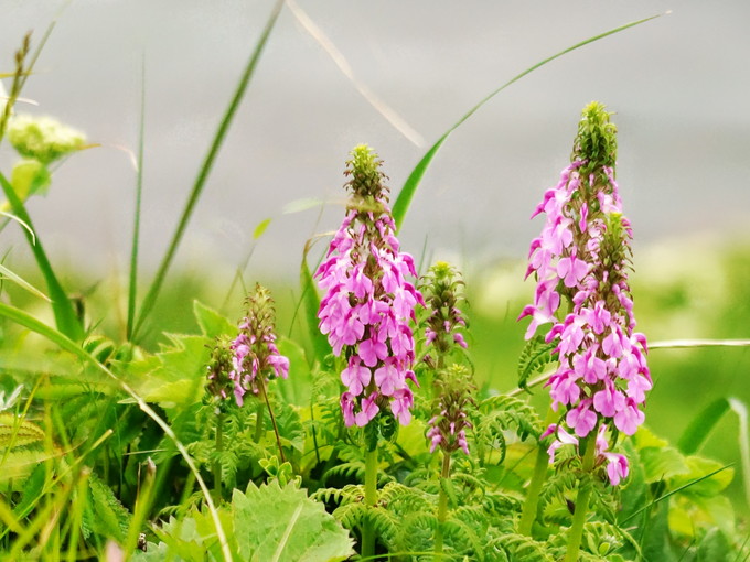 礼文島の住み込みリゾートバイト（水産のお仕事）のサブ画像３