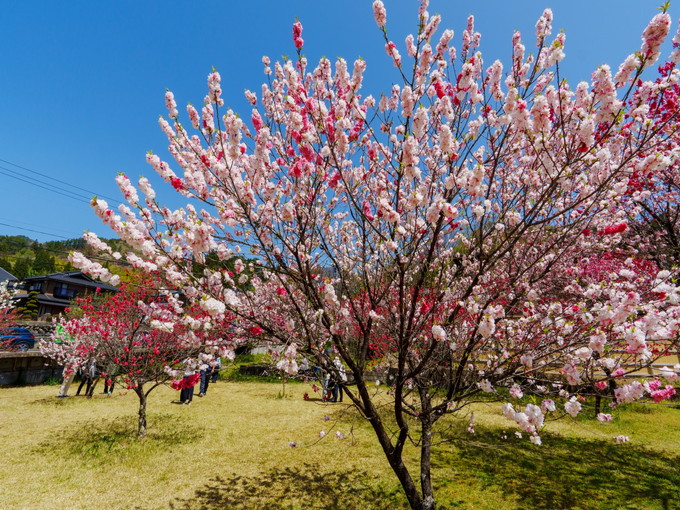 昼神の住み込みリゾートバイト（【旅館のお仕事】）のサブ画像２