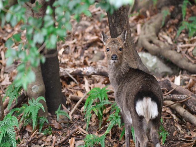 【ホテルのお仕事】
