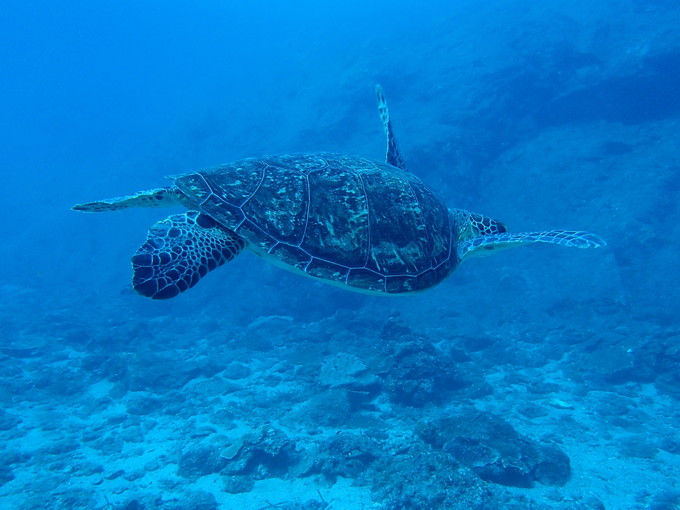 鹿児島県/屋久島の【ホテルのお仕事】