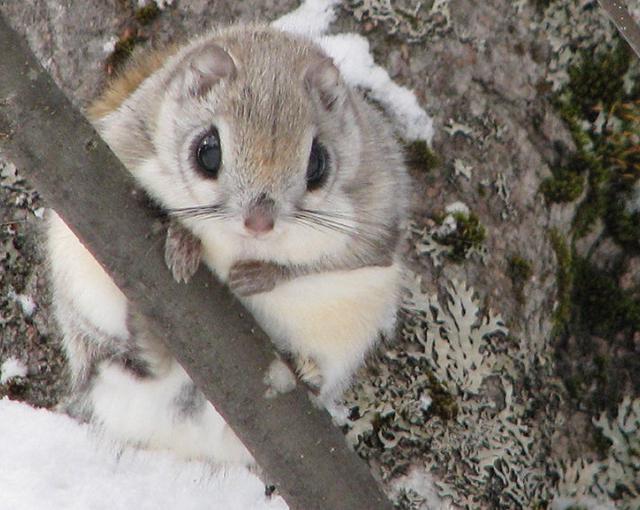 大雪山の住み込みリゾートバイト（旅館のレストラン、裏方など）の画像４