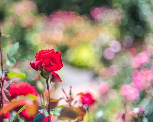 箱根の住み込みリゾートバイト（旅館のフロント・レストランなど）の画像５