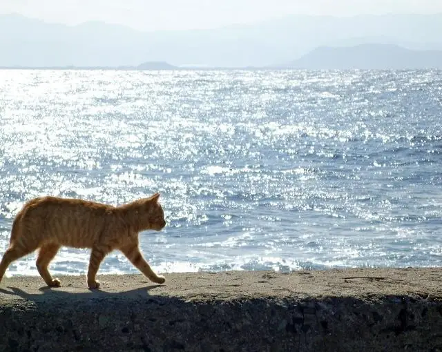 【ホテルのお仕事】